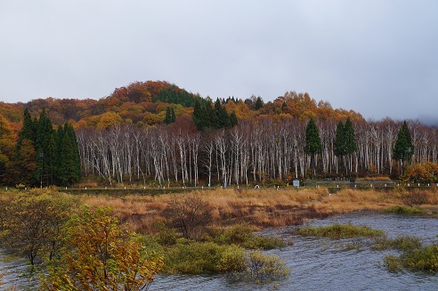 紅葉行こうよう～白樺青空な日。_b0254185_14283950.jpg