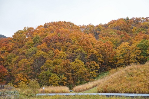 紅葉行こうよう～白樺青空な日。_b0254185_14292291.jpg