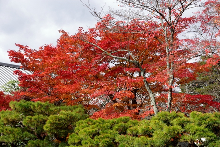 晩秋の京都　3_b0093088_9562021.jpg