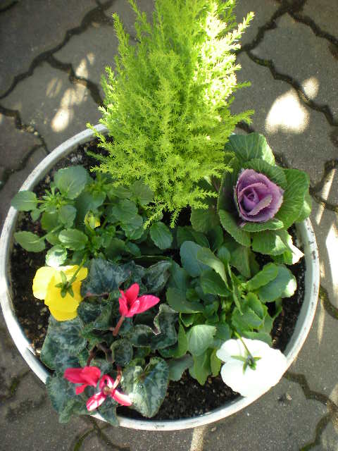 寄せ植え_e0233190_21391853.jpg