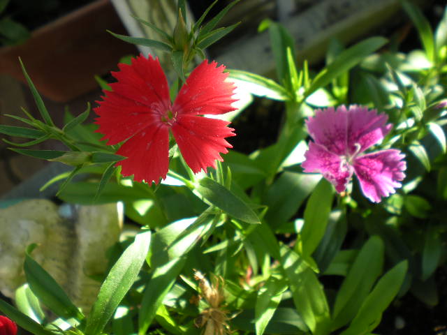 寄せ植え_e0233190_21423463.jpg