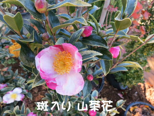 フイリ サザンカ 開花！_b0200291_20424119.jpg