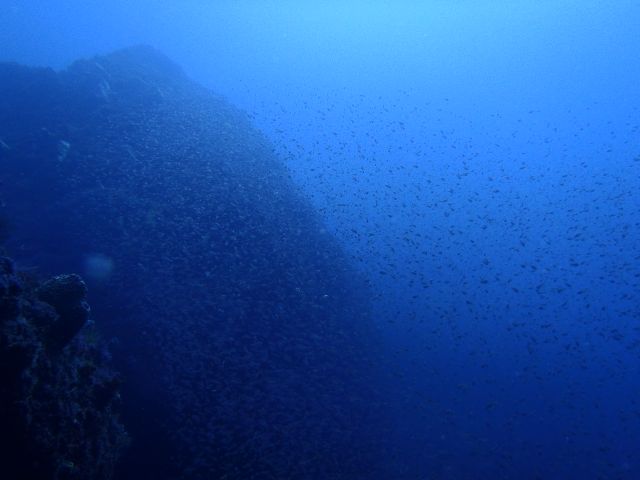 久しぶりに中層泳いだ雲見【2012年11月25日】_f0053895_17253185.jpg