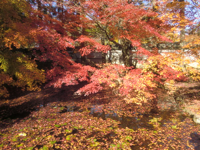 万博公園　ラスト紅葉でした_b0044296_19491757.jpg