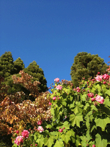 e0257402_2146176.gif