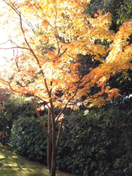 e0257402_227317.gif