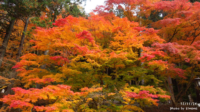 香嵐渓、京都、奈良の紅葉 (1)_c0051105_217234.jpg