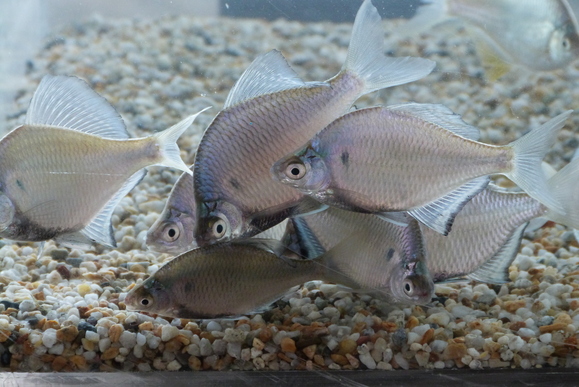 第12回 城北ワンド・イタセンパラ再生活動 外来魚駆除釣り大会 in 淀川 2012秋_a0263106_12591360.jpg