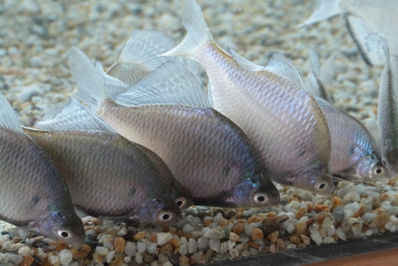 第12回 城北ワンド・イタセンパラ再生活動 外来魚駆除釣り大会 in 淀川 2012秋_a0263106_130185.jpg