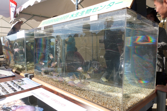 第12回 城北ワンド・イタセンパラ再生活動 外来魚駆除釣り大会 in 淀川 2012秋_a0263106_14584468.jpg