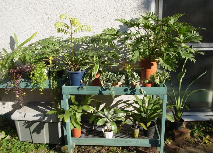 観葉植物の取り入れ第2弾_e0276411_21444532.jpg