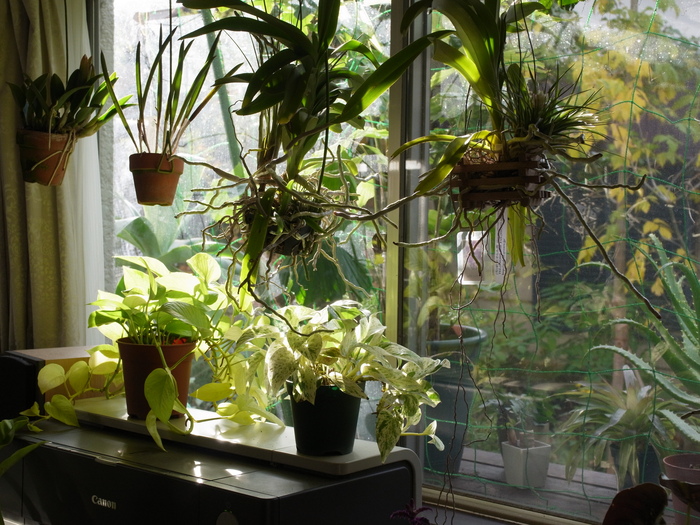 観葉植物の取り入れ第2弾_e0276411_21462836.jpg