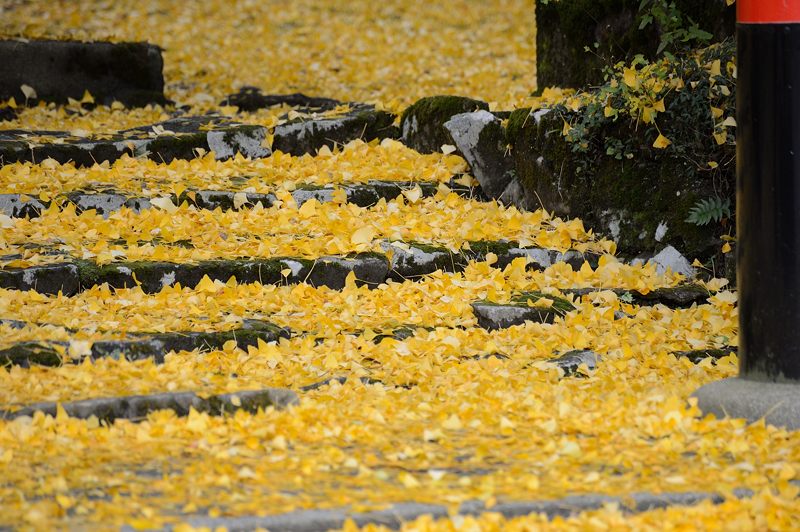 2012京都の紅葉・岩戸落葉神社_f0032011_19253386.jpg