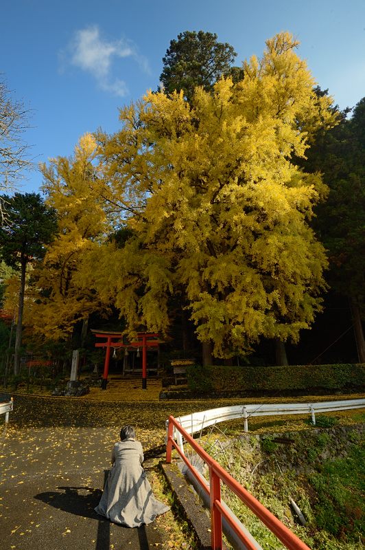 2012京都の紅葉・岩戸落葉神社_f0032011_19261776.jpg