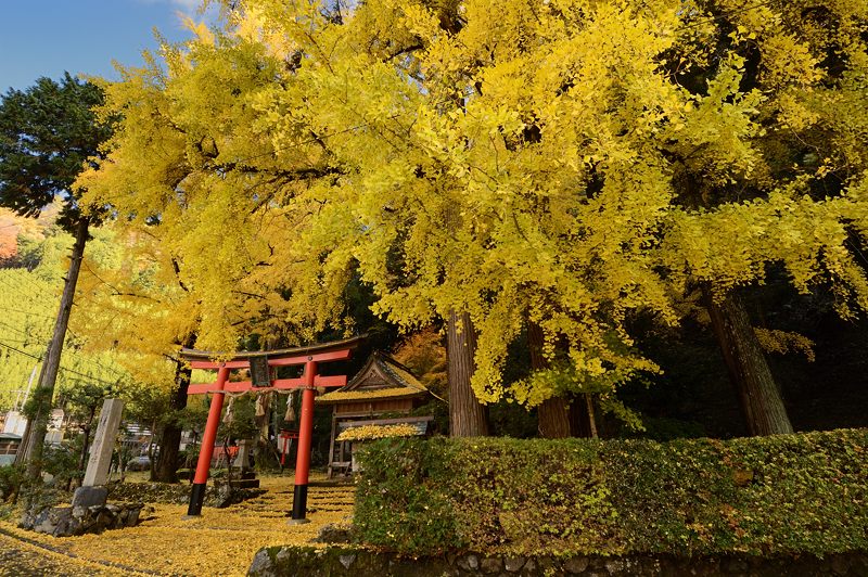 2012京都の紅葉・岩戸落葉神社_f0032011_19269100.jpg