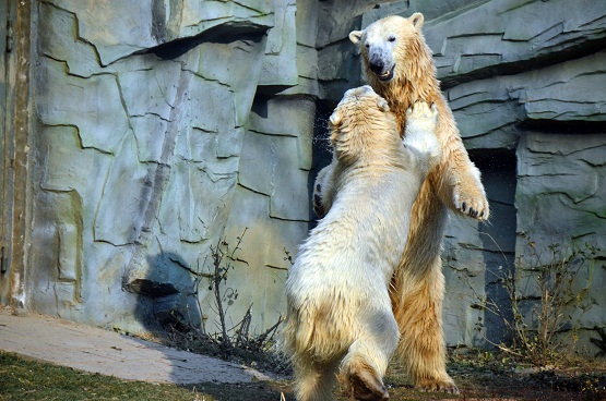 北京動物園の将来繁殖が期待される若年ペアの様子、そして新ホッキョクグマ展示場の概要_a0151913_14374455.jpg