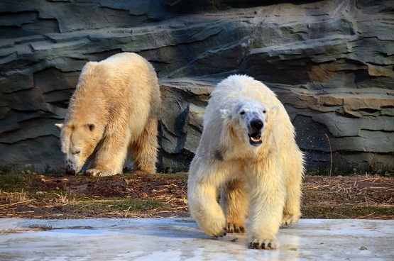 北京動物園の将来繁殖が期待される若年ペアの様子、そして新ホッキョクグマ展示場の概要_a0151913_14375286.jpg