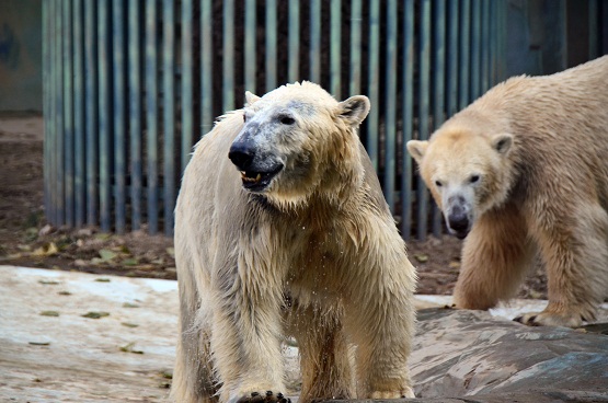 北京動物園の将来繁殖が期待される若年ペアの様子、そして新ホッキョクグマ展示場の概要_a0151913_14381363.jpg