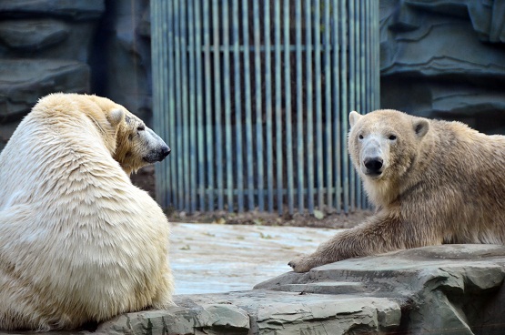 北京動物園の将来繁殖が期待される若年ペアの様子、そして新ホッキョクグマ展示場の概要_a0151913_14381942.jpg