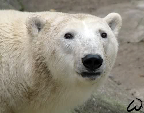 チェコ・ブルノ動物園でホッキョクグマの双子の赤ちゃん誕生！ ～　24時間 産室内ライブ映像の配信開始_a0151913_9482647.jpg