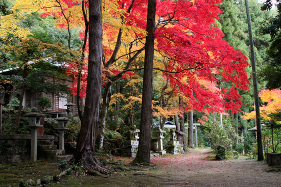 紅葉だより55　護法堂弁財天_e0048413_17211085.jpg