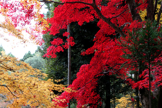 紅葉だより55　護法堂弁財天_e0048413_1722213.jpg