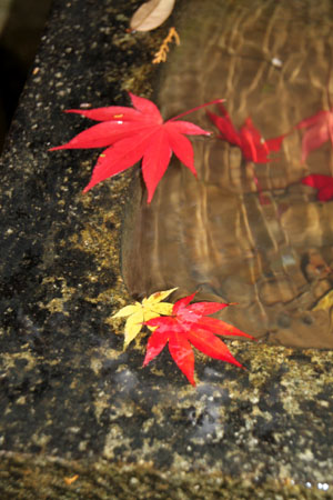 紅葉だより55 護法堂弁財天_e0048413_17224738.jpg