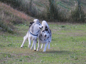 b0207615_2234914.gif