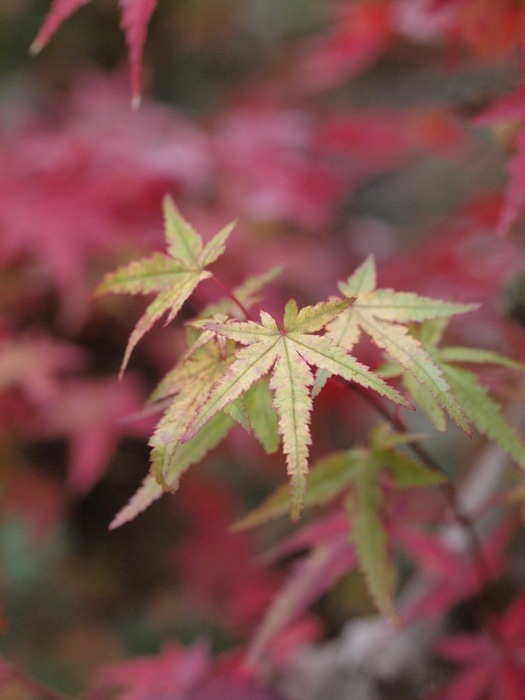 庭のもみじの紅葉。_c0116915_2332332.jpg