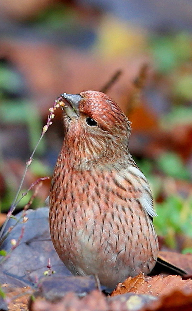 鳥撮りと食事＆温泉②_b0179023_1949456.jpg