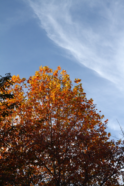 12紅葉 東工大のプラタナス らんぽぅ Photo Message 12紅葉 東工大のプラタナス らんぽぅ Photo Message
