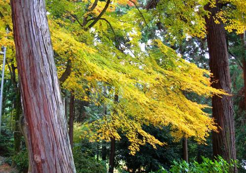 モミジ追っかけ遍路❸ 81番白峯寺の紅葉_f0213825_1741988.jpg