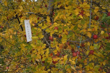 b0104826_1143281.jpg