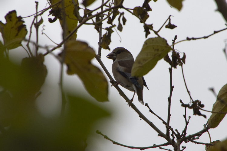 野鳥たち_a0229634_15382280.jpg