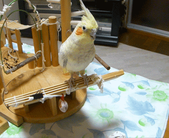a0056140_1739135.gif