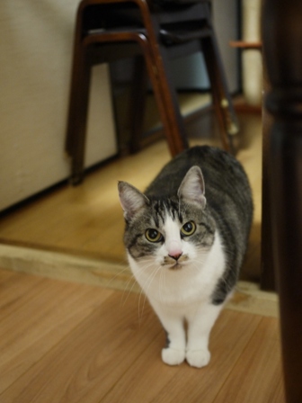 猫のお友だち ミーちゃん編。_a0143140_1101961.jpg