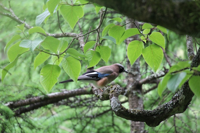 2012.6.2 都民の森・ミソサザイ、カケス_c0269342_20221548.jpg