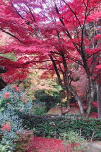 紅葉狩り2012【滋賀のデザイン会社:スタッフ日記11.26】_d0182742_17245721.jpg