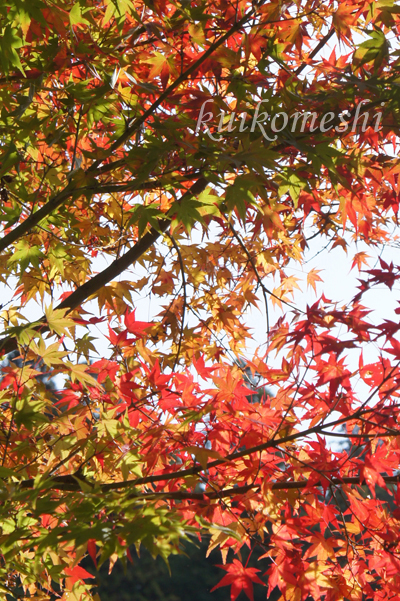 香嵐渓　紅葉狩り2012_a0135743_14143686.jpg