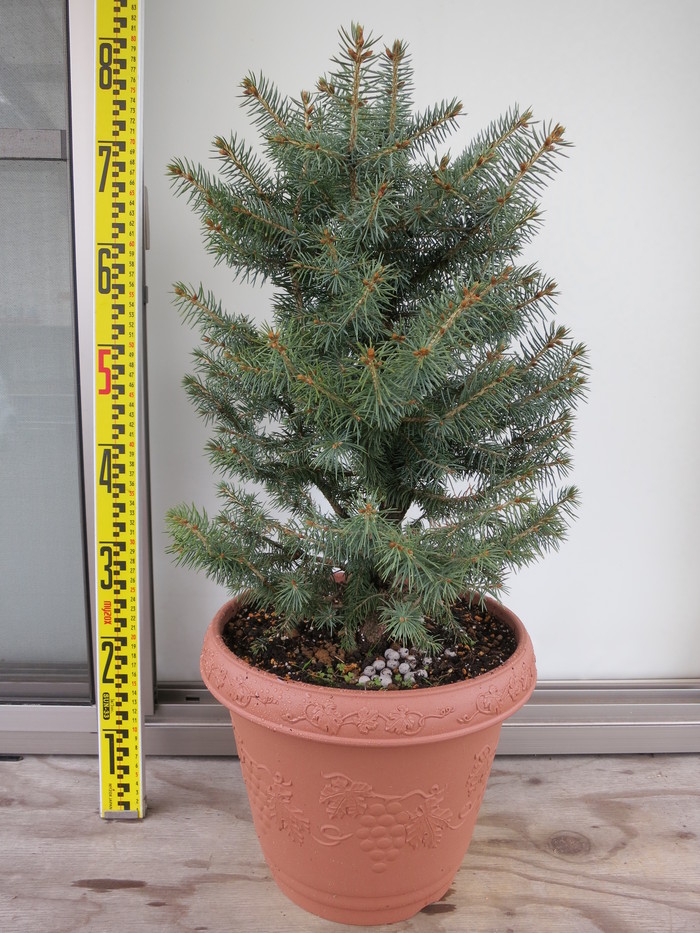 コロラドトウヒ アメリカハリモミ プンゲンストウヒ 販売 画像 写真 価格 値段 庭木 安行 植木 田中園 Shop Tanakaen Jp Web Magazine コロラドトウヒ アメリカハリモミ プンゲンストウヒ 販売 画像 写真 価格 値段 庭木 安行 植木 田中園 Shop Tanakaen Jp Web Magazine
