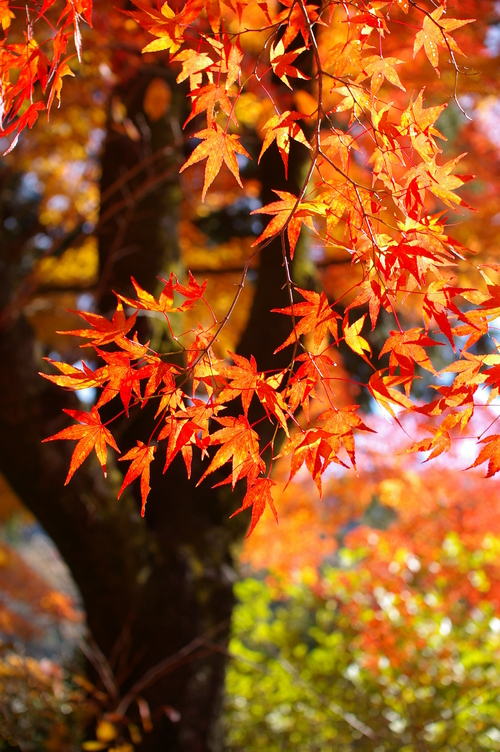 久安寺の紅葉_a0299749_20124077.jpg