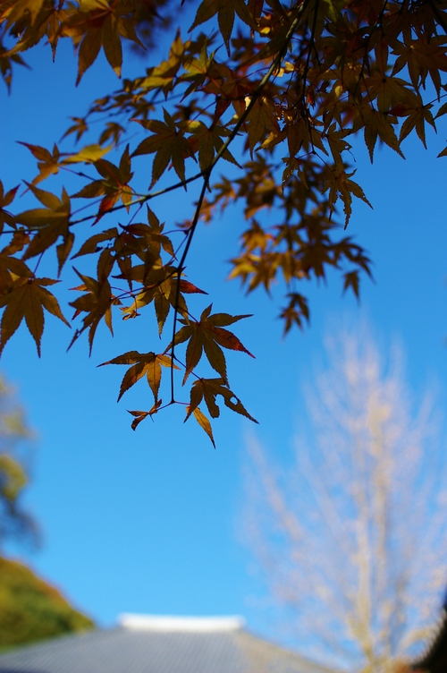 久安寺の紅葉_a0299749_2013246.jpg