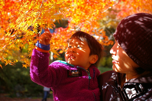 久安寺の紅葉_a0299749_20161649.jpg