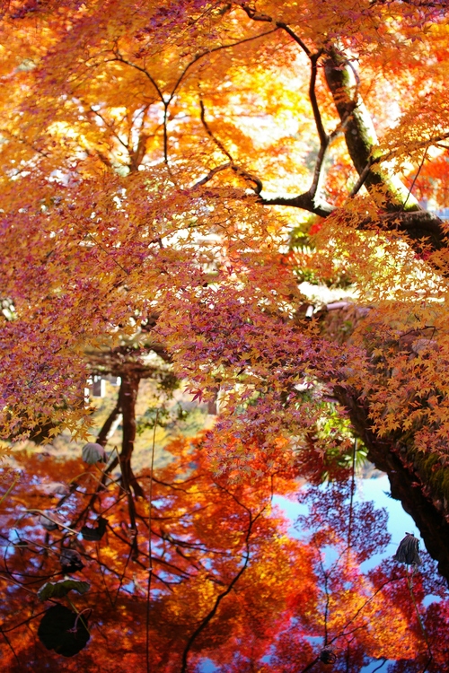 久安寺の紅葉_a0299749_20195664.jpg