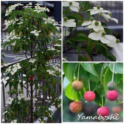 ►気がつけば１１月も・・・_a0219850_5454080.jpg