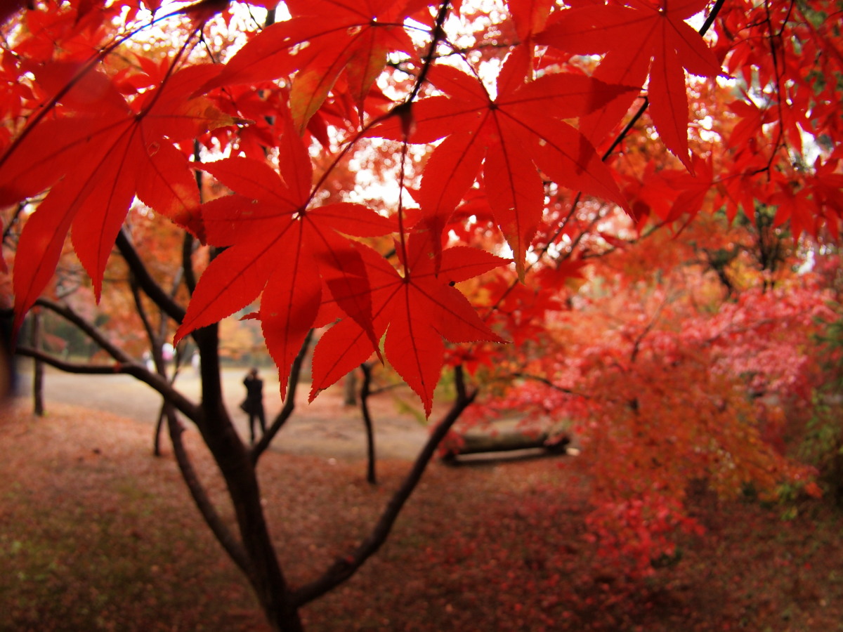 平林寺・紅葉-3　　　159)_c0068050_23103843.jpg