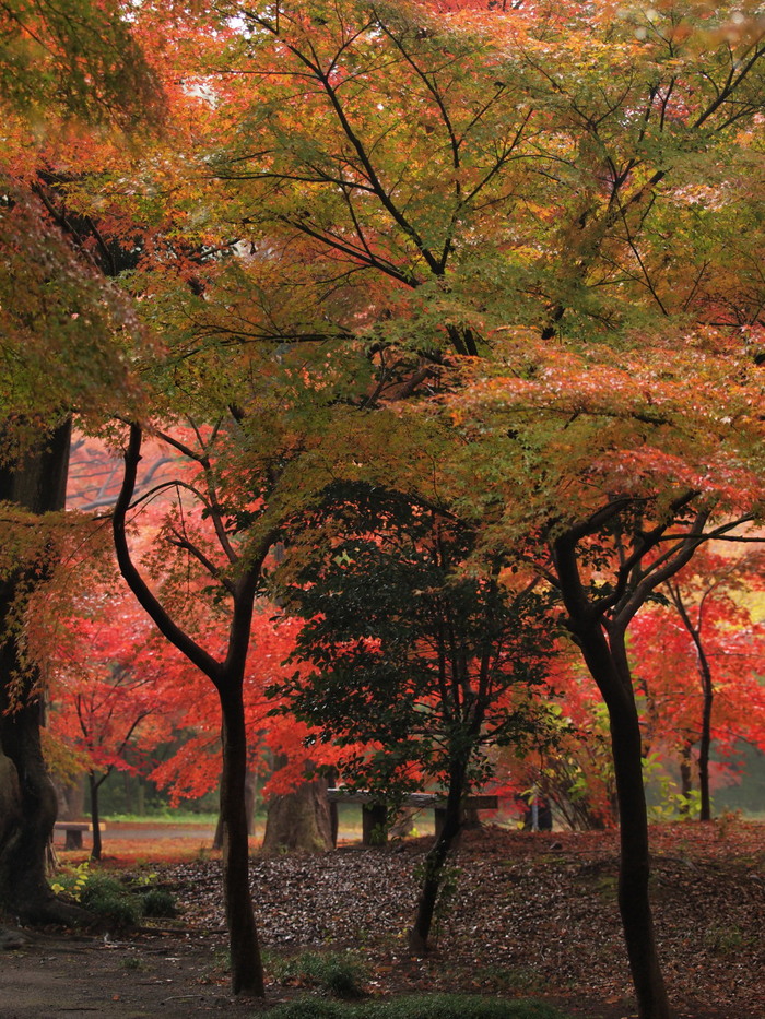 平林寺・紅葉-3　　　159)_c0068050_2354859.jpg