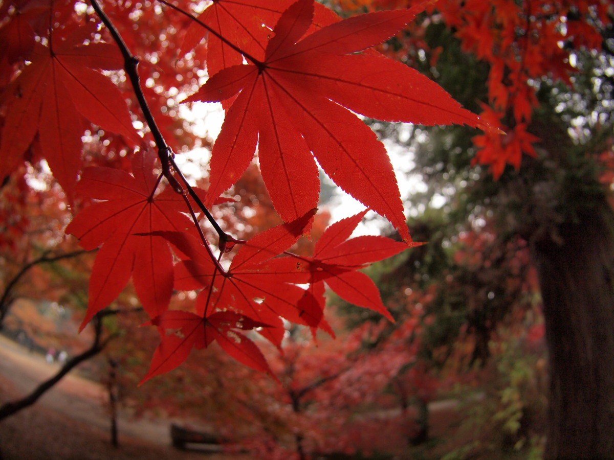 平林寺・紅葉-3　　　159)_c0068050_239118.jpg