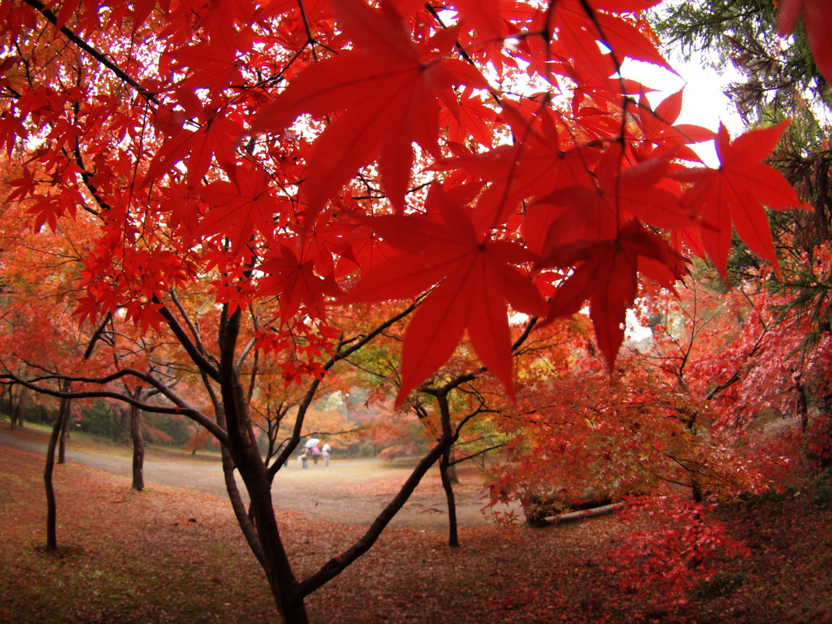 平林寺・紅葉-3　　　159)_c0068050_2394028.jpg