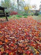 落ち葉_f0207652_11331987.jpg